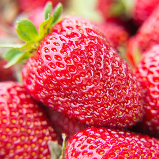 Strawberry Everbearing 'Albion'