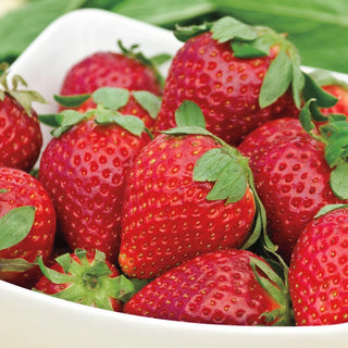 Strawberry Everbearing 'Albion'