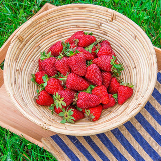 Strawberry Everbearing 'Albion'