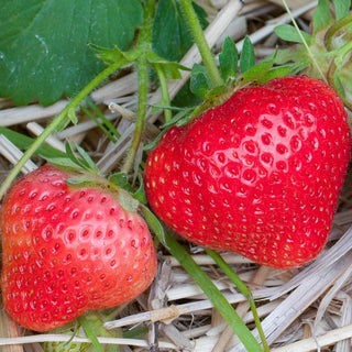 Honeoye Junebearing Strawberry