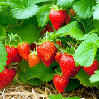 Honeoye Junebearing Strawberry