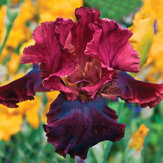 Medici Prince Bearded Iris 76122