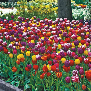 2 Months of Long-Stemmed Flowering Tulips Mixture