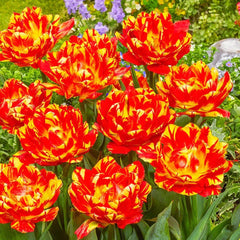 ooo112 　marihoja Abaca Lace Tulip Buy Abba Dream Tulips Online | Breck's Bulbs Canada