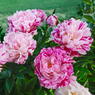 Candy Stripe Peony