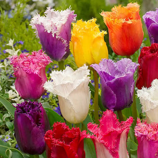 Fringed Tulip Mixture