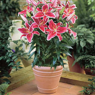 Starlight Magic Oriental Carpet Border Lily™