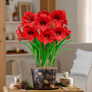 Miracle Amaryllis In Pinecone Pot