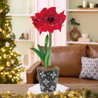 Let it Snow Amaryllis