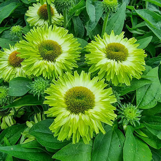 Apple Green Coneflower