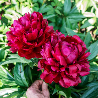 Cherry Hill Peony