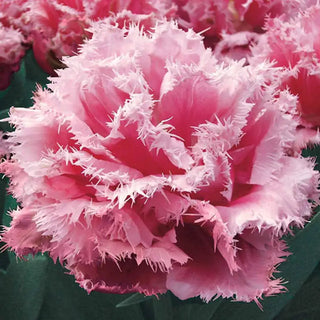 Queensland Tulip