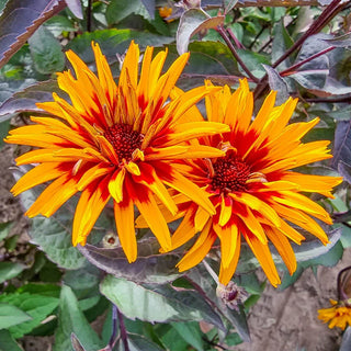 Yellow Spider Heliopsis