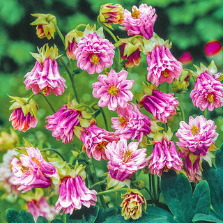 Pink Petticoat Columbine