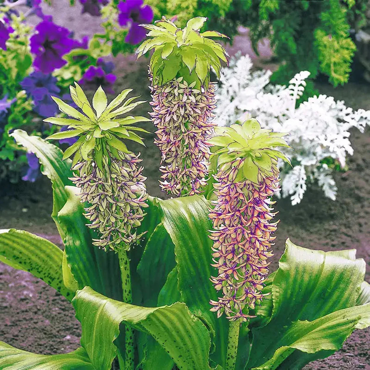 buy pineapple plant canada Bicolor Pineapple Lily | Summer Bulbs
