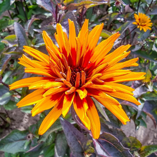 Yellow Spider False Sunflower
