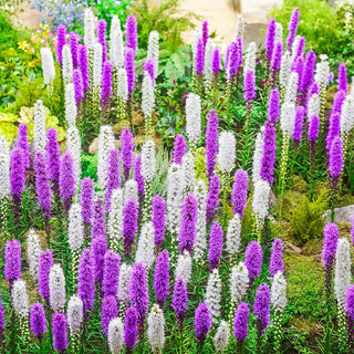 Liatris Mixture