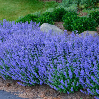 Purrsian Blue Catmint