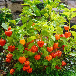 Chinese Lantern
