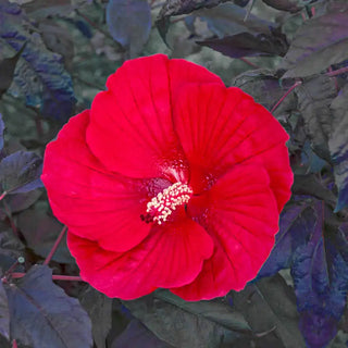 Midnight Marvel Hibiscus