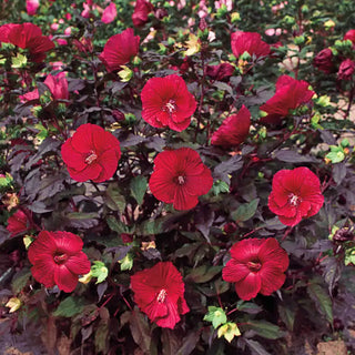 Midnight Marvel Hibiscus