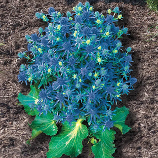 Blue Hobbit Sea Holly