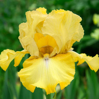 Again And Again Reblooming Bearded Iris 76065