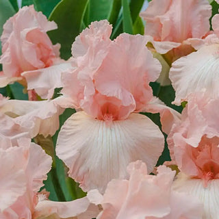 Beverly Sills Reblooming Bearded Iris