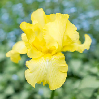 Harvest of Memories Reblooming Bearded Iris