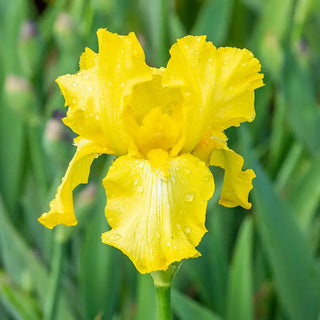 Harvest of Memories Reblooming Bearded Iris