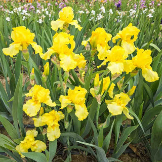 Harvest of Memories Reblooming Bearded Iris