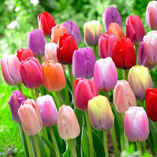 Wow Pride Perennial Tulip Mixture