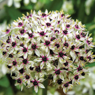 Silver Spring Allium