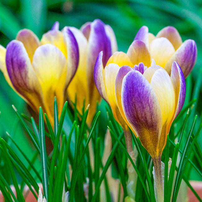 Fall-Planted Bulbs for Spring Blooms - Shipped to Canada – Breck's