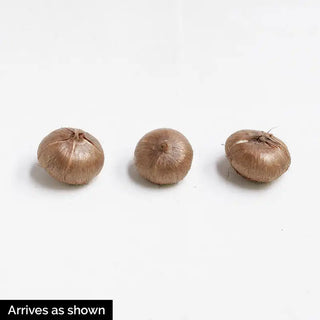 Advance Snow Crocus