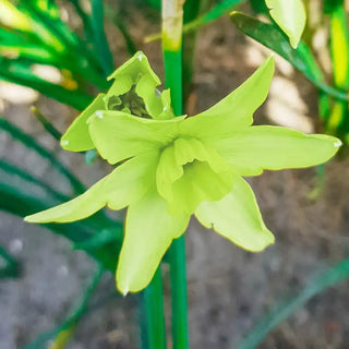 Polar Hunter Daffodil