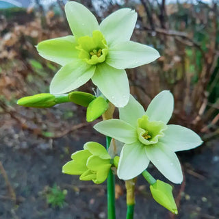 Polar Hunter Daffodil