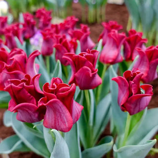 Red Dress Tulip
