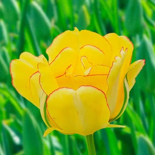 Akebono Tulip