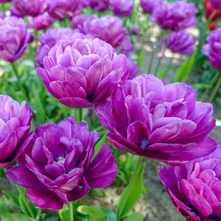Blue Spectacle Tulip