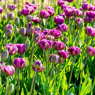 Blue Spectacle Tulip