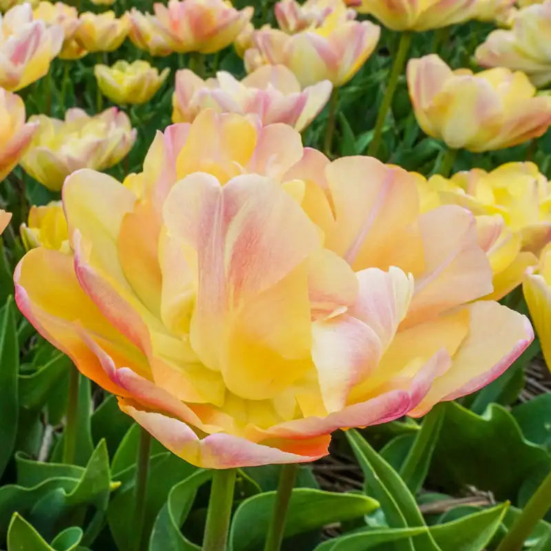 Crème Upstar Tulip Brecks Canada