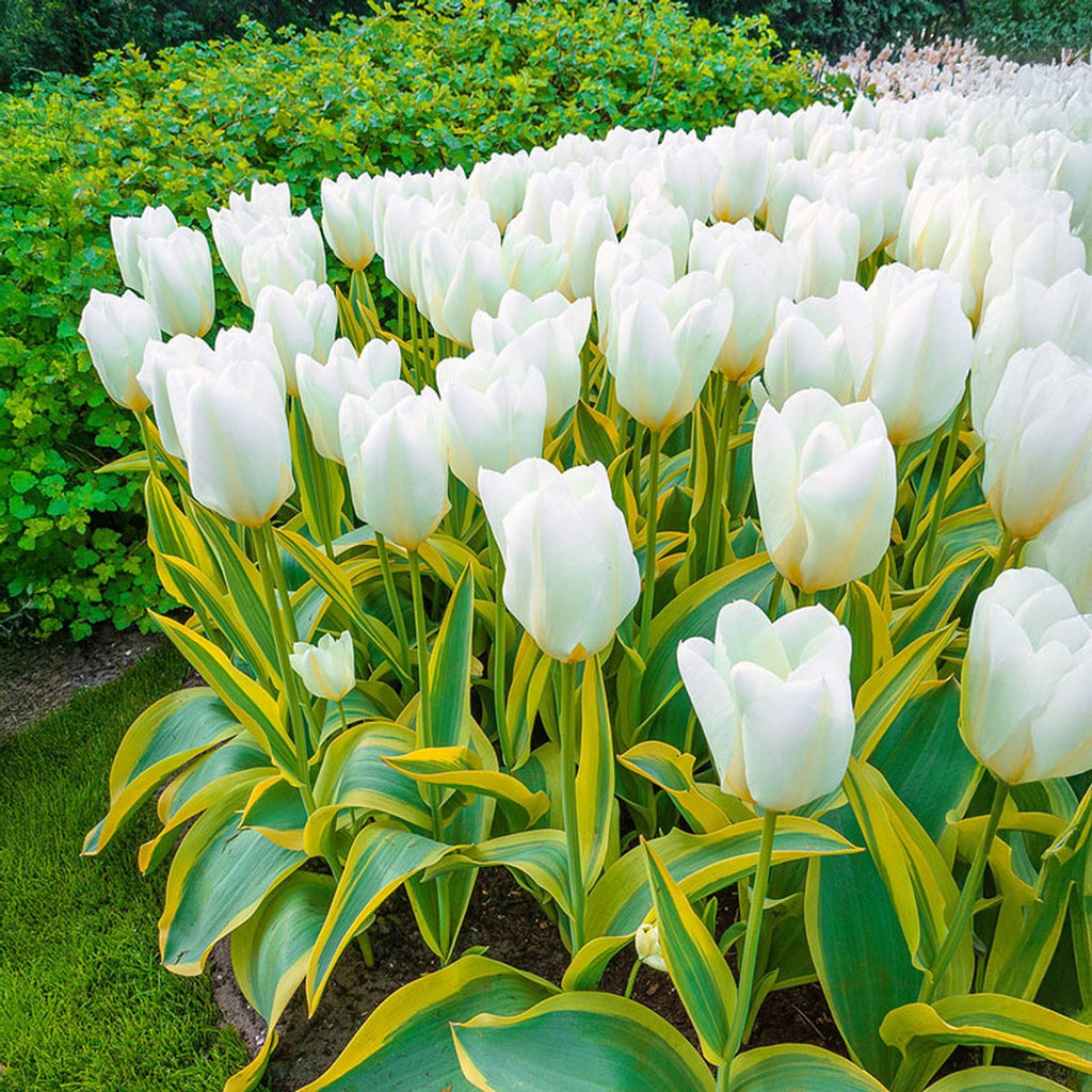 Purissima Blonde Tulip – Breck's