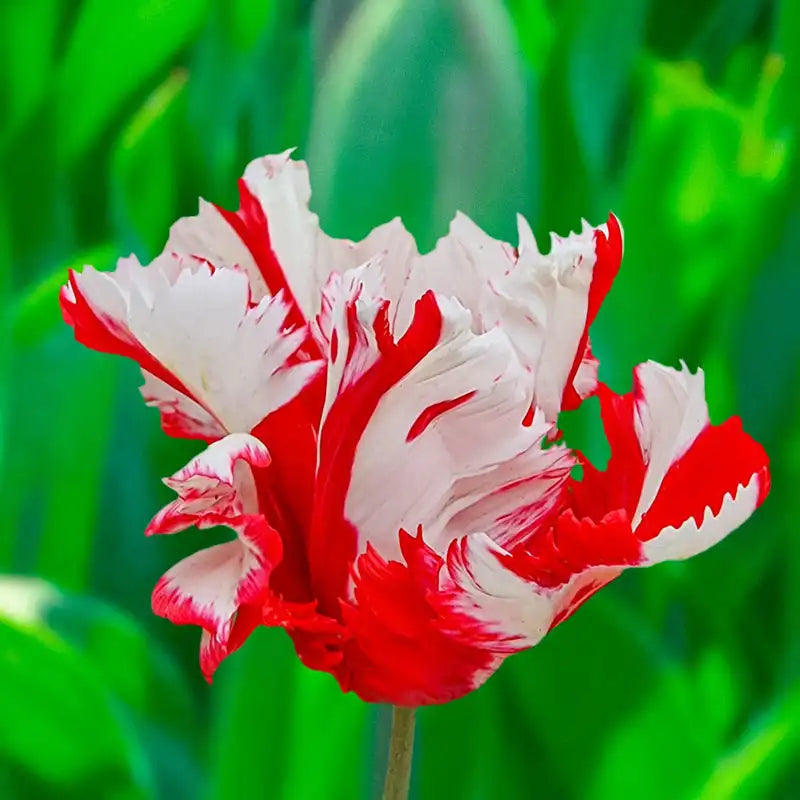 Estella Rijnveld Tulip Brecks Canada