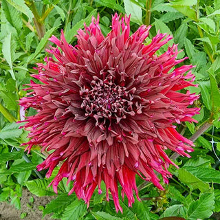 Kenora Macob Dahlia