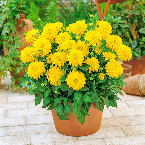 Gallery Cezanne Dahlia – Breck's