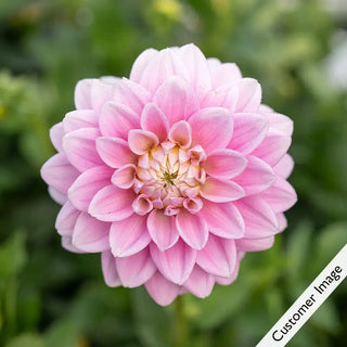 Offshore Dream Dahlia