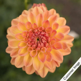 Nicholas Dahlia