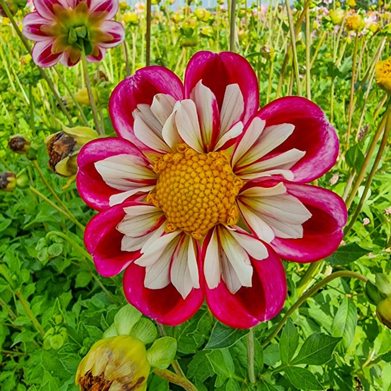 Bumble Rumble Dahlias | Shop Online | Breck's Bulbs Canada – Brecks Canada