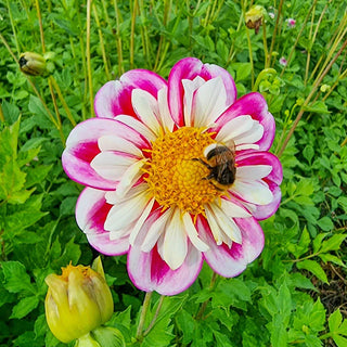 Bumble Rumble Dahlias | Shop Online | Breck's Bulbs Canada – Brecks Canada